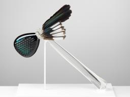 Vicky Higginson, Coping Mechanism: to test emotional response, 2022   Blown, hot-sculpted, carved and mirrored glass, magpie feathers. 49x30x6cm.   Photo credit Shannon Tofts  