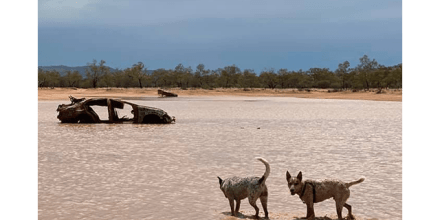 An image featured within a section of Yasmine Musharbash’s manuscript titled Dogs of Dystopia. Image credit: Yasmine Musharbash