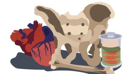 Hearts In and Out of Crisis: New perspectives on the heart