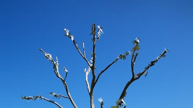 ANU Sculpture Walk - Guided Tour November 2023