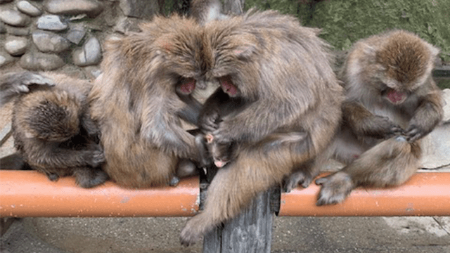 Environmental change and behavioural flexibility: Japanese monkeys and disability on Awaji Island, Japan
