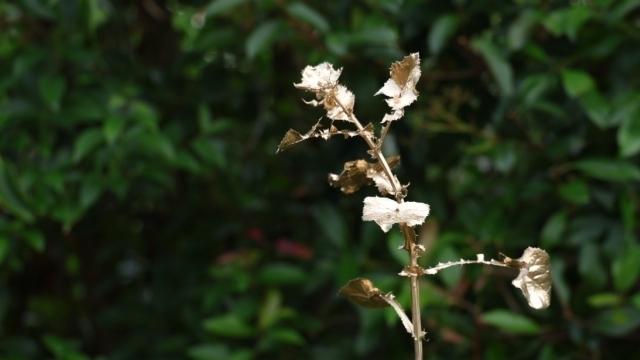Beautiful Weeds: Unravelling Perceptions of Invasive Plants