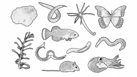 Works that Shaped the World: The Concepts and Practices Associated with “Model Organisms”