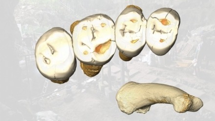 Homo Luzonensis