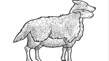 Opinion: Voters tire of Liberal sheep in wolves' clothing